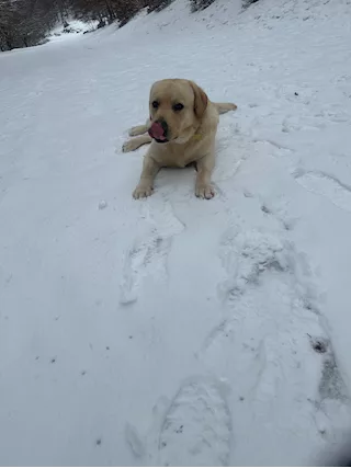 Labrador retriver, color miele - Foto 6