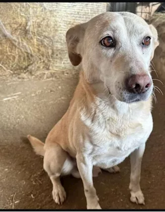 Jack 11 anni Portato Dai Padroni in Canile