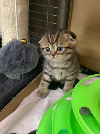 Cuccioli scottish shorthair