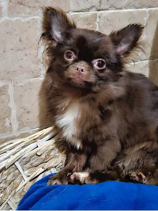 Chihuahua russo pelo lungo, colore cioccolato - Anteprima 3