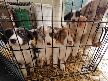 Cuneo di Australian Shepherd