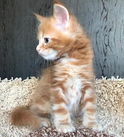 Cuccioli Maine Coon: giganti dal cuore tenero
