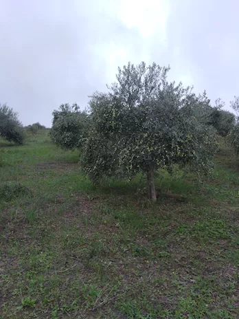 Olio extravergine di oliva - Foto 6