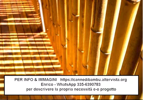 Canne di bambù
