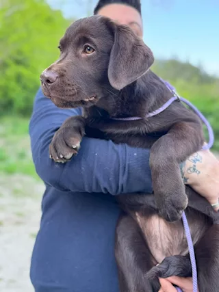 Cuccioli di labrador