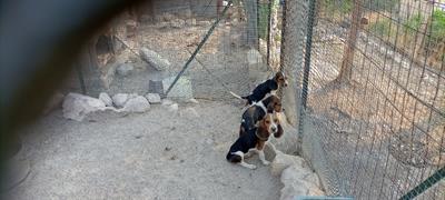 Cucciolo di Beagle