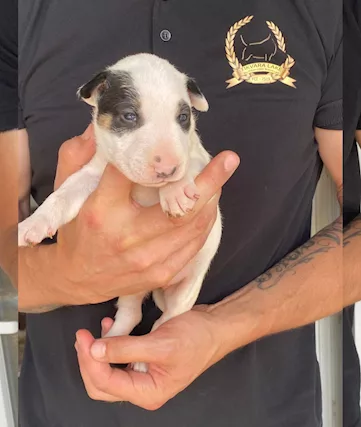 Bull terrier standard cuccioli - Foto 2