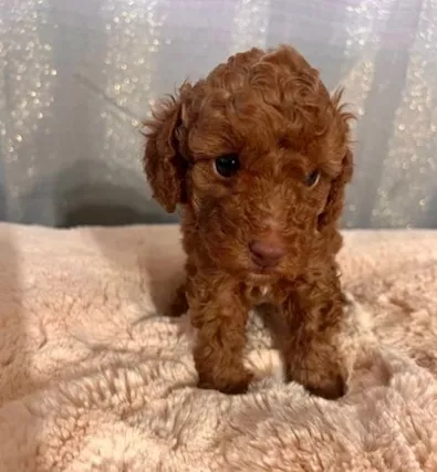 Cuccioli di Razza barboncino toy - Anteprima 1