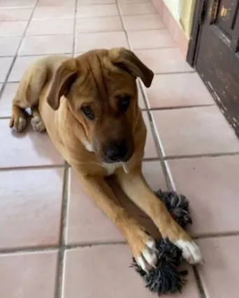 Simil Sharpei femmina aspetta da tanto... Sicilia - Foto 2