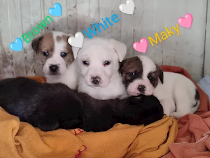 Meravigliosi cuccioli taglia medio piccola
