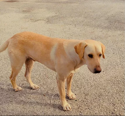 Miele cucciolone labrador cerca
