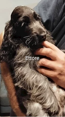 Cucciolo Razza Cocker Spaniel Inglese blu roano, prezzo trattabile - Anteprima 3
