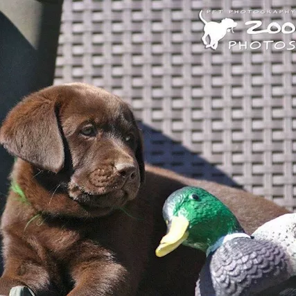 Cuccioli di Labrador