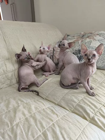 Cuccioli di SPHYNX con pedigree
