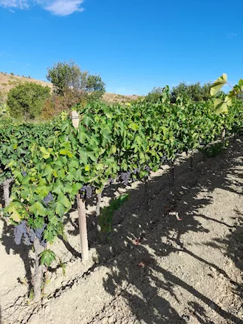 Uva rossa Cirò gaglioppo e bianca - Foto 2