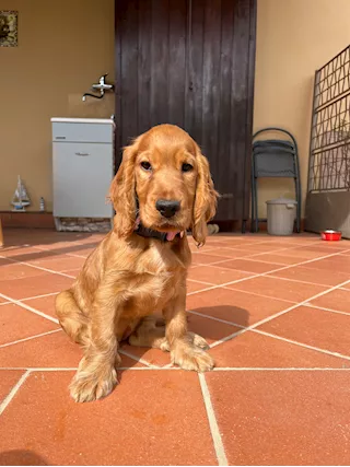 Cucciola cocker spaniel 3 mesi