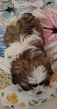 Shih Tzu - Cucciola di 2 mesi nata in casa amorevolmente