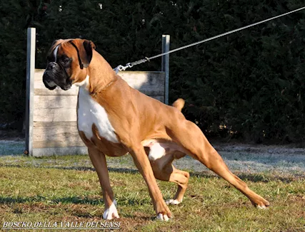 Boxer vendo a Verona Brescia cuccioli boxer - Foto 2