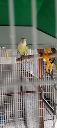 Inseparabili coppia selvatici