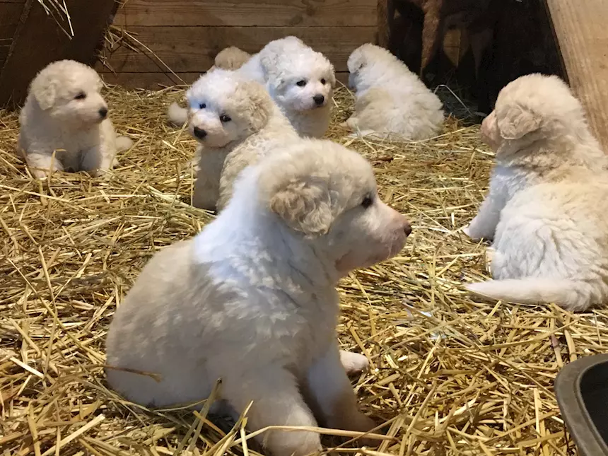 Cuccioli Pastore Razza Maremmano Abruzzese - Cani a Lucca