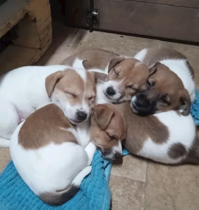 Cuccioli jack Russell nati 15/10