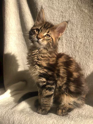 Maine Coon Pedigree Libero Anfi - Anteprima 1