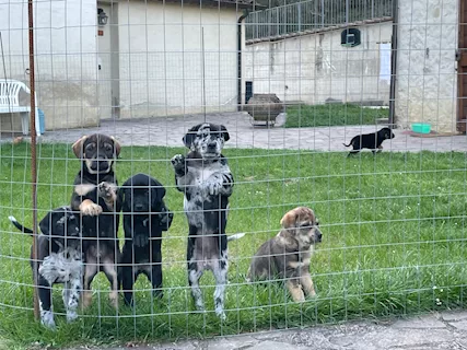 Cuccioli in cerca di una famiglia - Foto 2