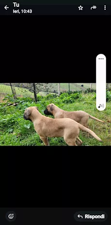 Cane corso cuccioli con pedigree