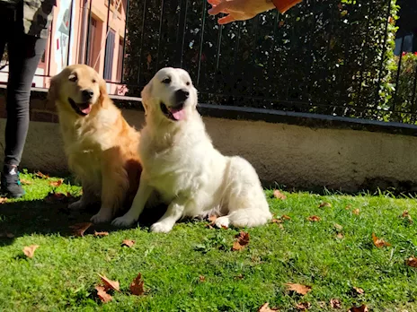 Cuccioli di golden retriever