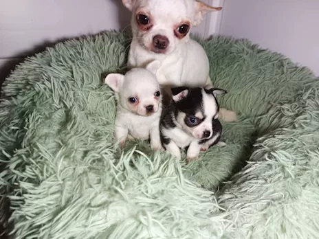 Cuccioli Chihuahua