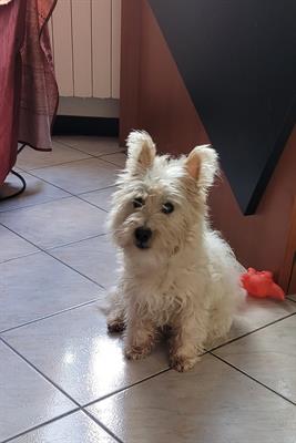 Cucciola di 8 mesi razza Il West Highland White Terrier - Foto 5