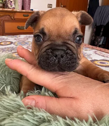Bulldog francesi, color fulvo - Foto 2