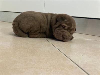 Cuccioli Sharpei disponibile
