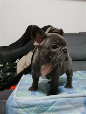 Vendo Razza bulldog francese - Foto 3