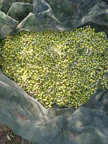 Olio extravergine di oliva - Foto 3
