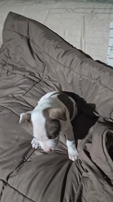 Cuccioli Razza pitbull, prezzo trattabile - Foto 2