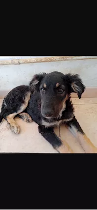 Occhidolci... un cucciolo dolcissimo