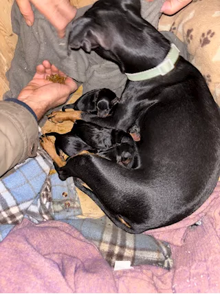 Cucciolata pinscher