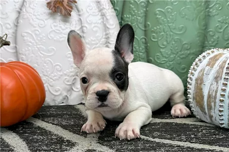 Cuccioli di Bulldog Francese