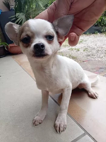 Cuccioli di Chihuahua toy