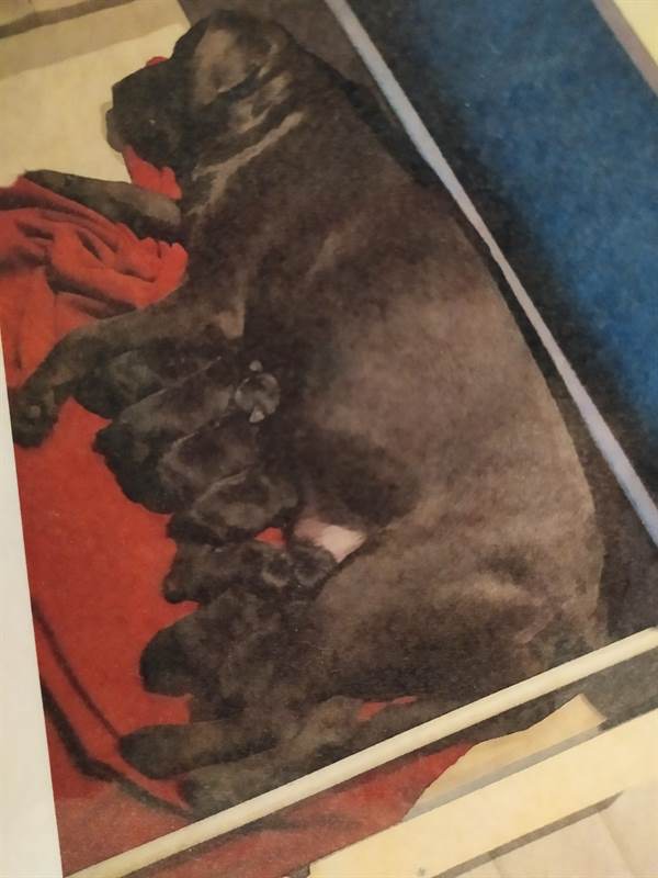 Foto 3 Cuccioli Razza Labrador Retriever