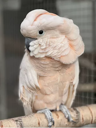 Pappagalli cacatua della Molucca coppia da riproduzione