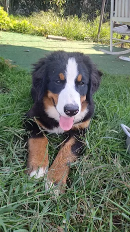 Cucciola bovaro del bernese - Anteprima 1