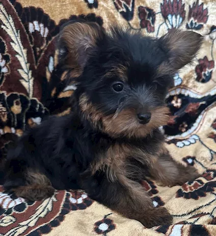 Cuccioli cane Yorkshire Toy