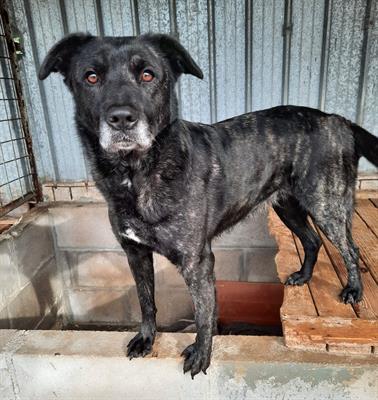 Bia, dolcissima cagnolina