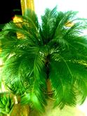 Foto 4 Pianta Cycas di 25 anni in vaso