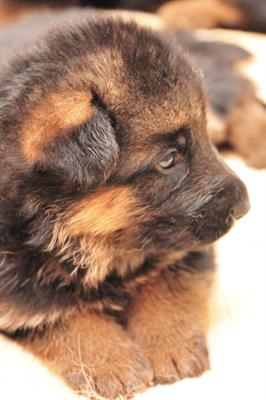 Cuccioli di Pastore Tedesco linea Remo vom Fichtenschlag