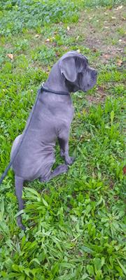Cucciolo cane corso grigio