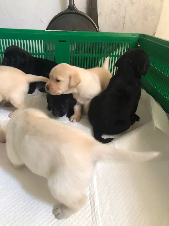 Foto 3 Cuccioli di Razza Labrador