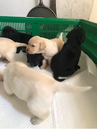 Cuccioli di Razza Labrador - Foto 3